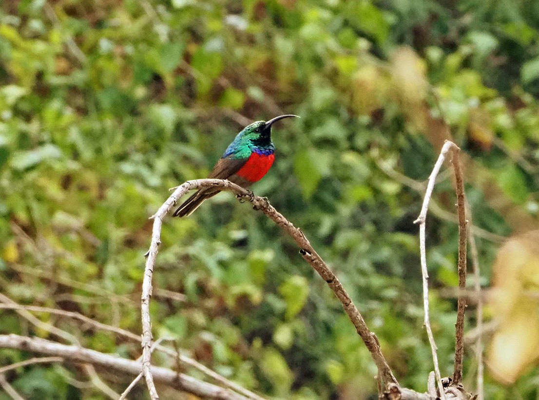 Greater Double-collared Sunbird - ML645566647