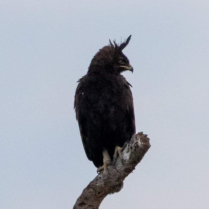 Long-crested Eagle - ML645566655