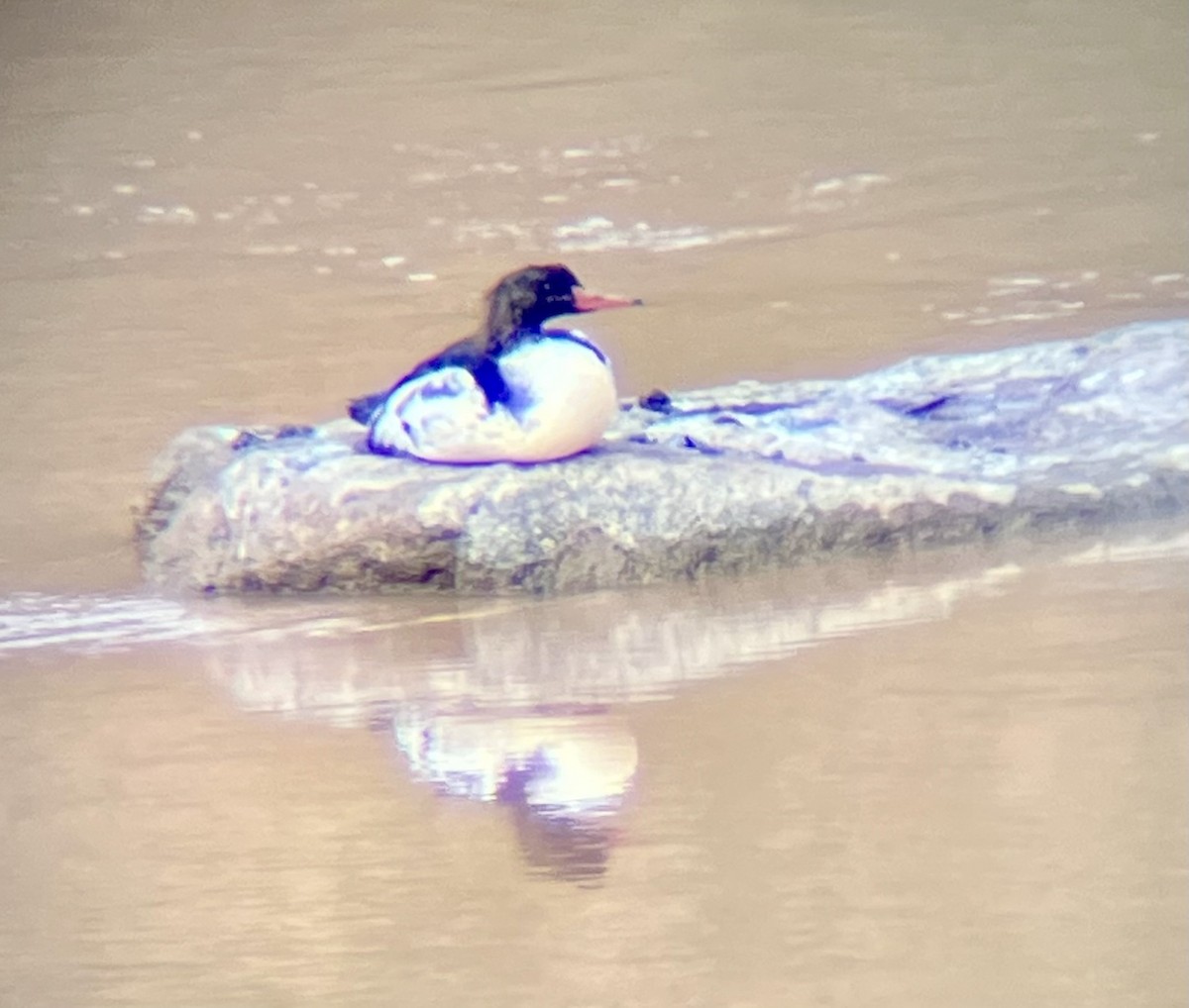 Smergo maggiore - ML645566656