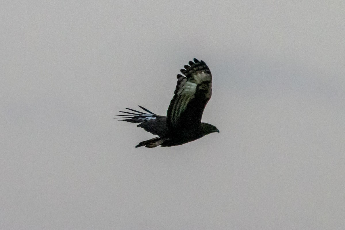 Long-crested Eagle - ML645566662