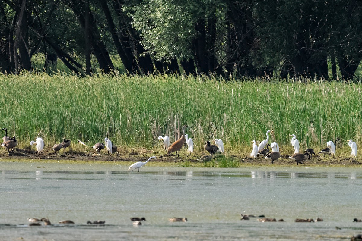 Sandhill Crane - ML645566679