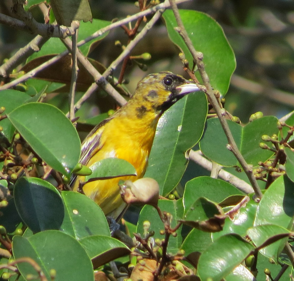 Балтиморский трупиал - ML645566683