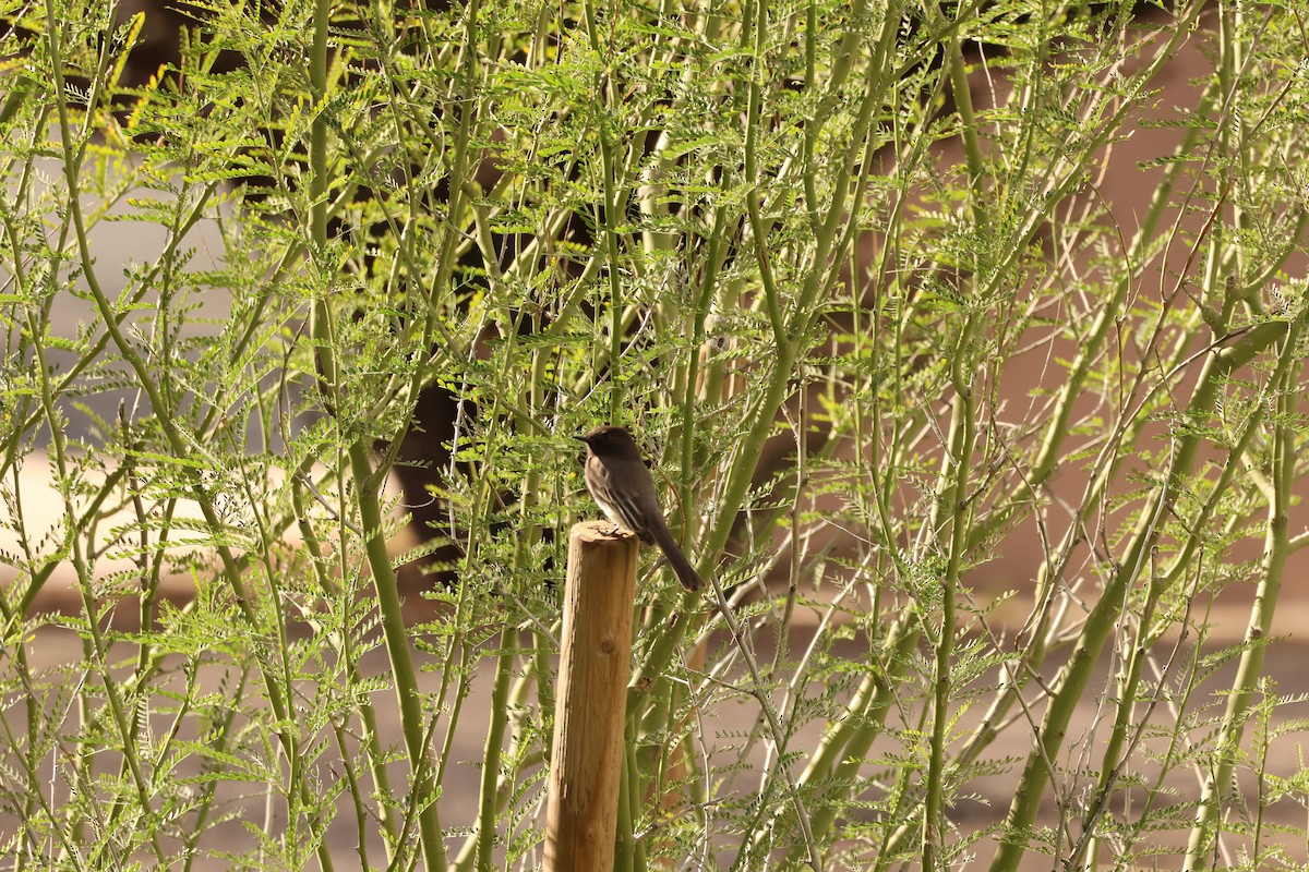 Black Phoebe - ML645566684