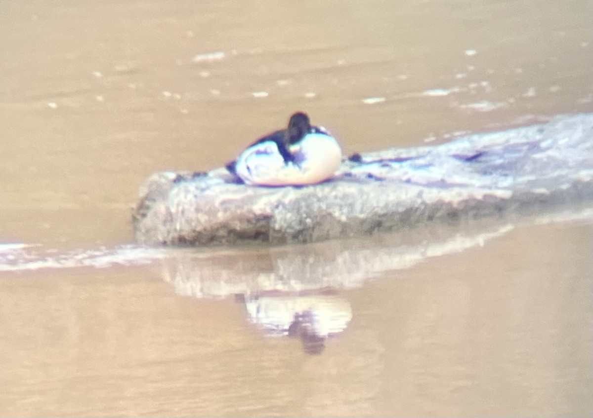 Smergo maggiore - ML645566689