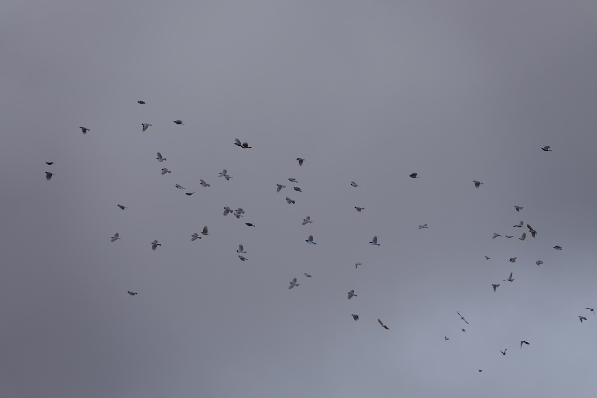 Pinyon Jay - ML645566691