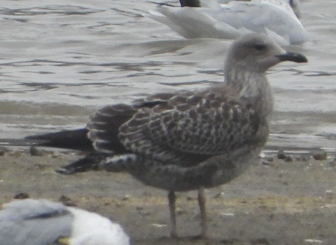 Lesser Black-backed Gull - ML645566692