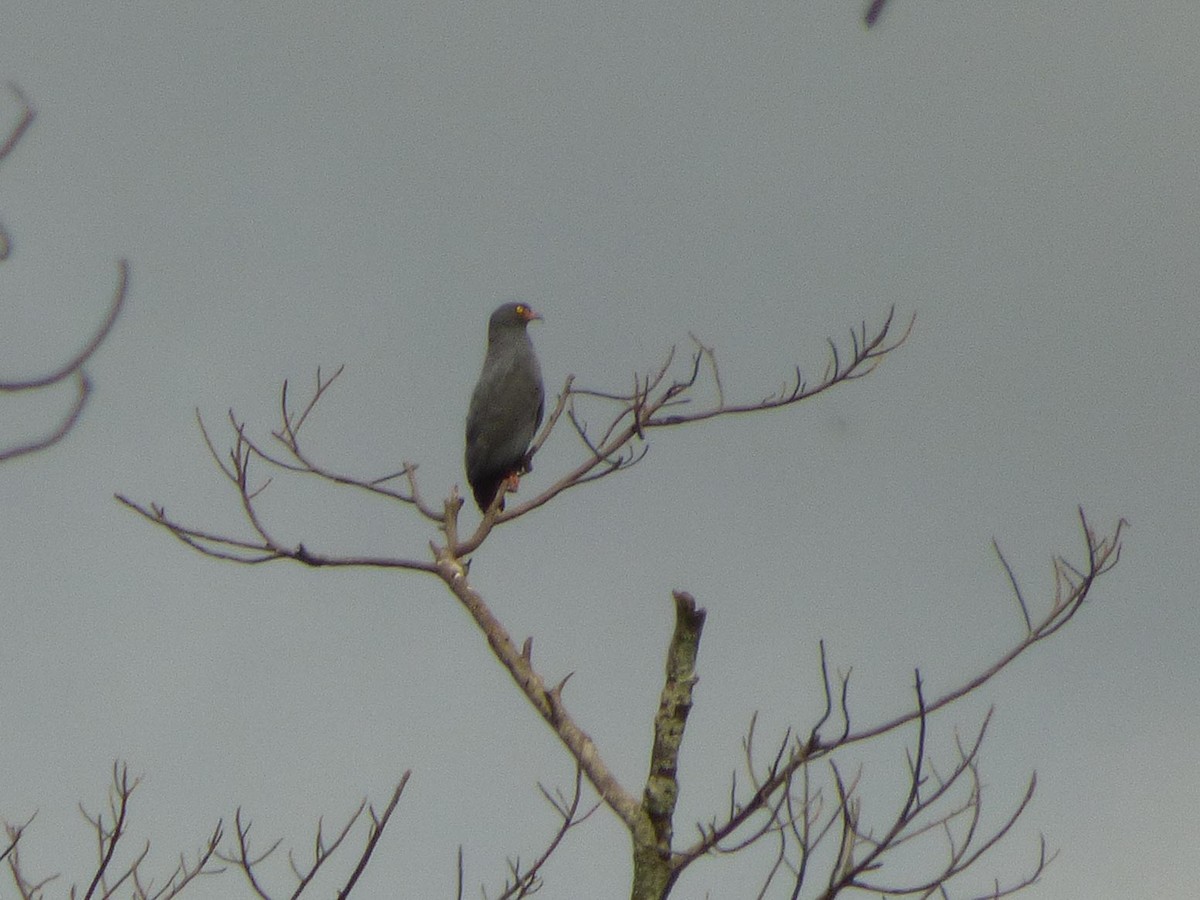 Slender-billed Kite - ML645566693