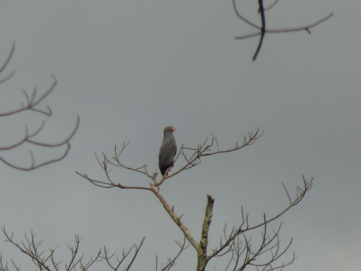 Slender-billed Kite - ML645566694