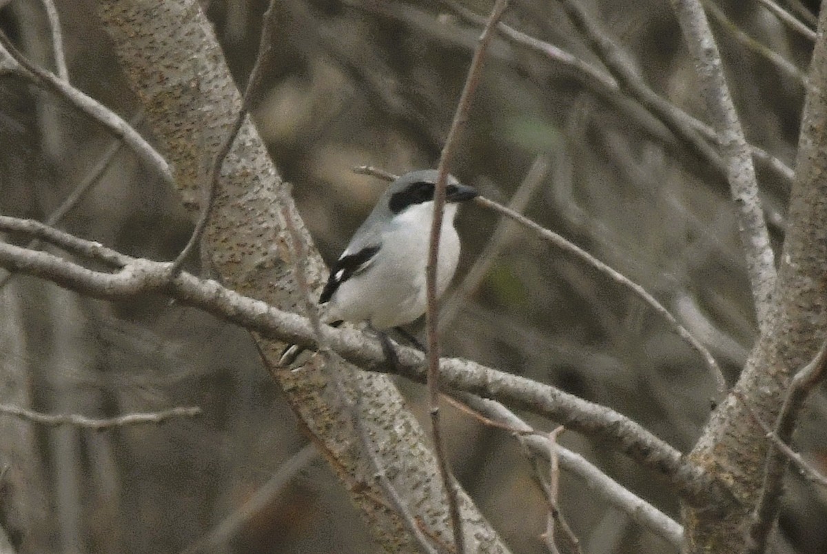 Loggerhead Shrike - ML645566695