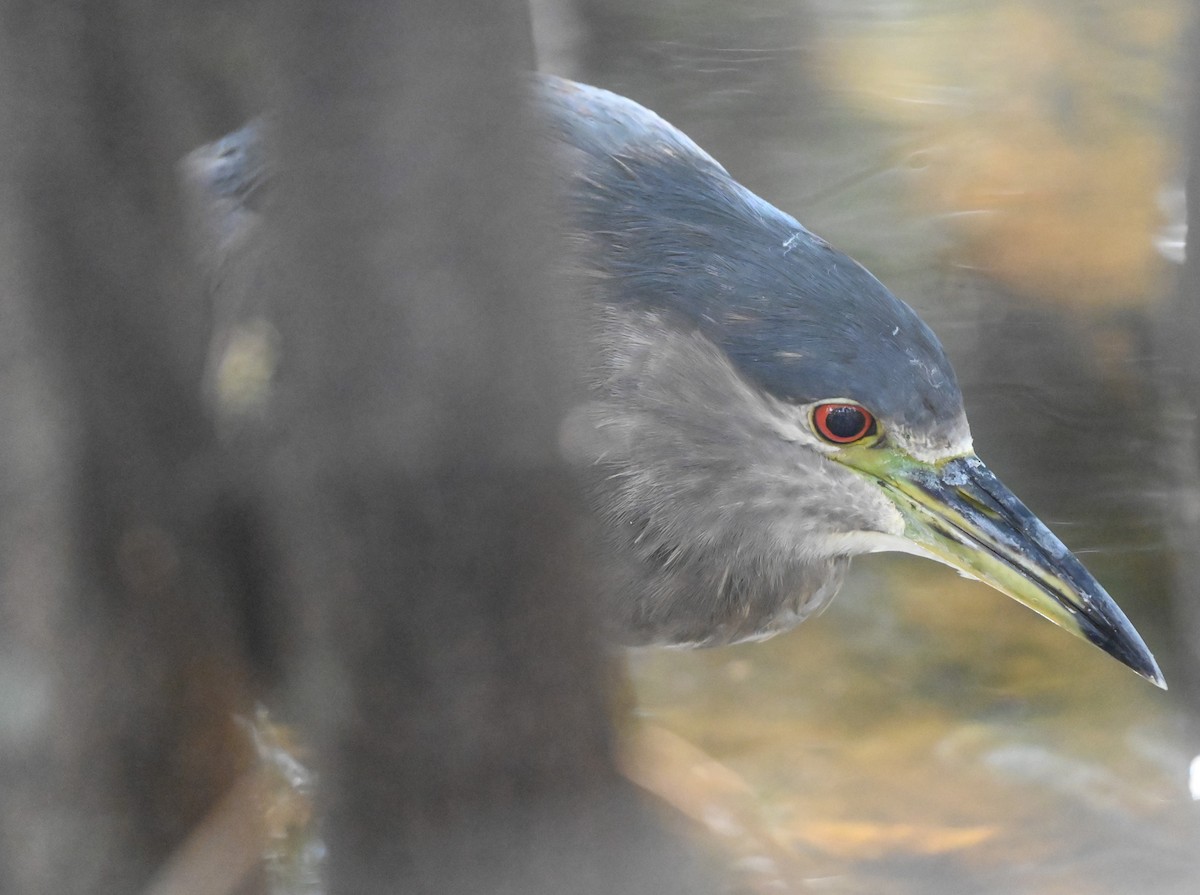 Black-crowned Night Heron - ML645566696