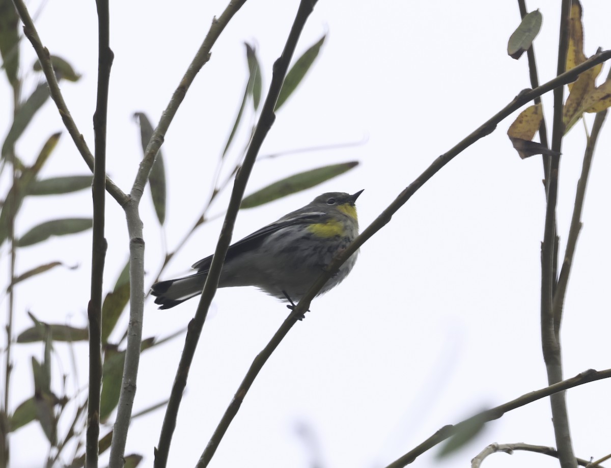 Yellow-rumped Warbler (Audubon's) - ML645566699