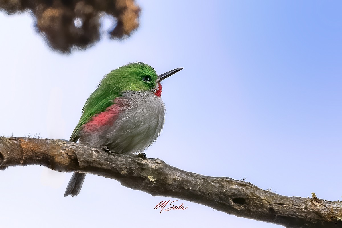 Narrow-billed Tody - ML645566700
