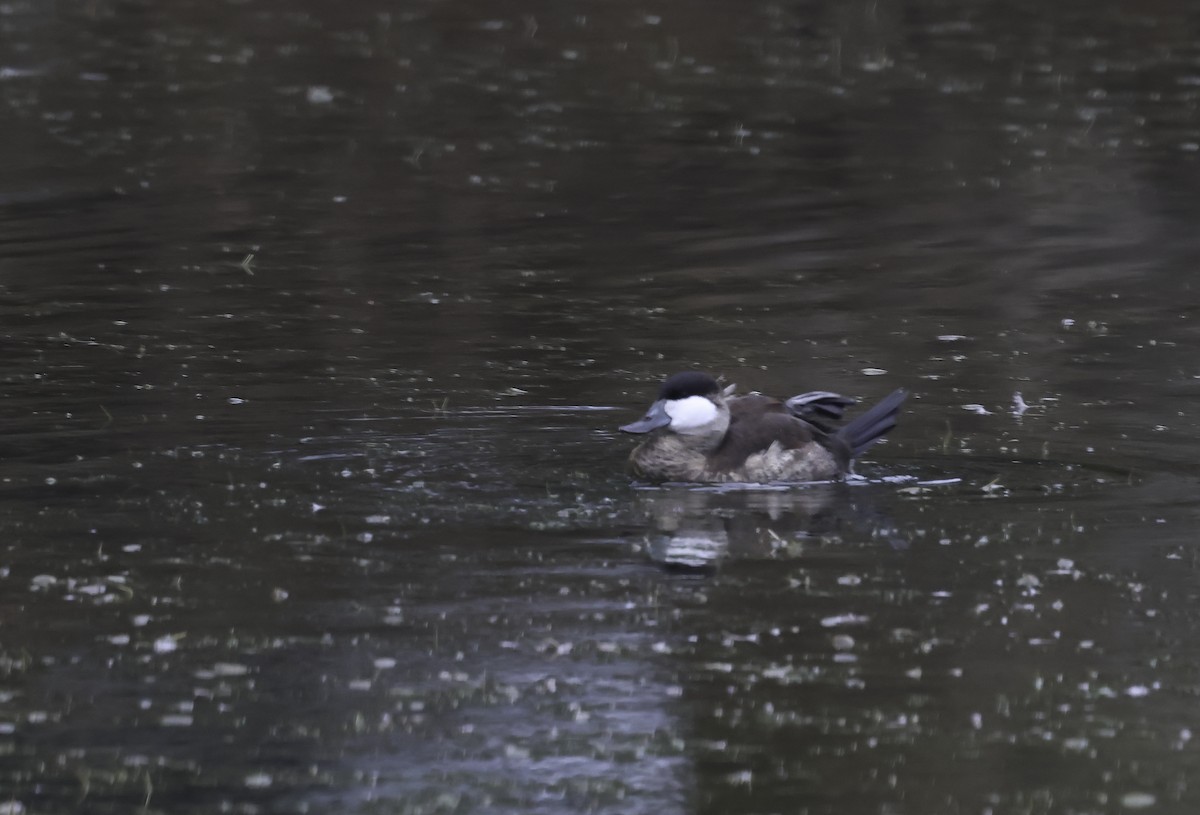 Ruddy Duck - ML645566701
