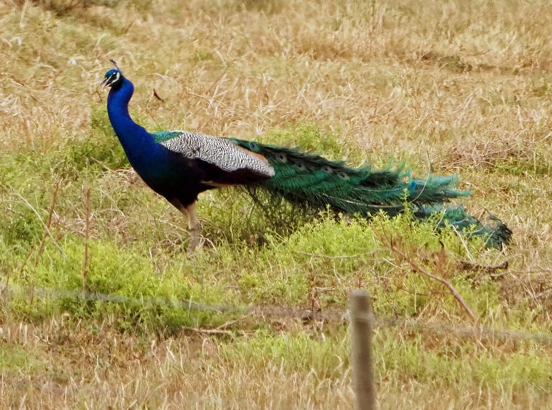 Indian Peafowl (Domestic type) - ML645566703