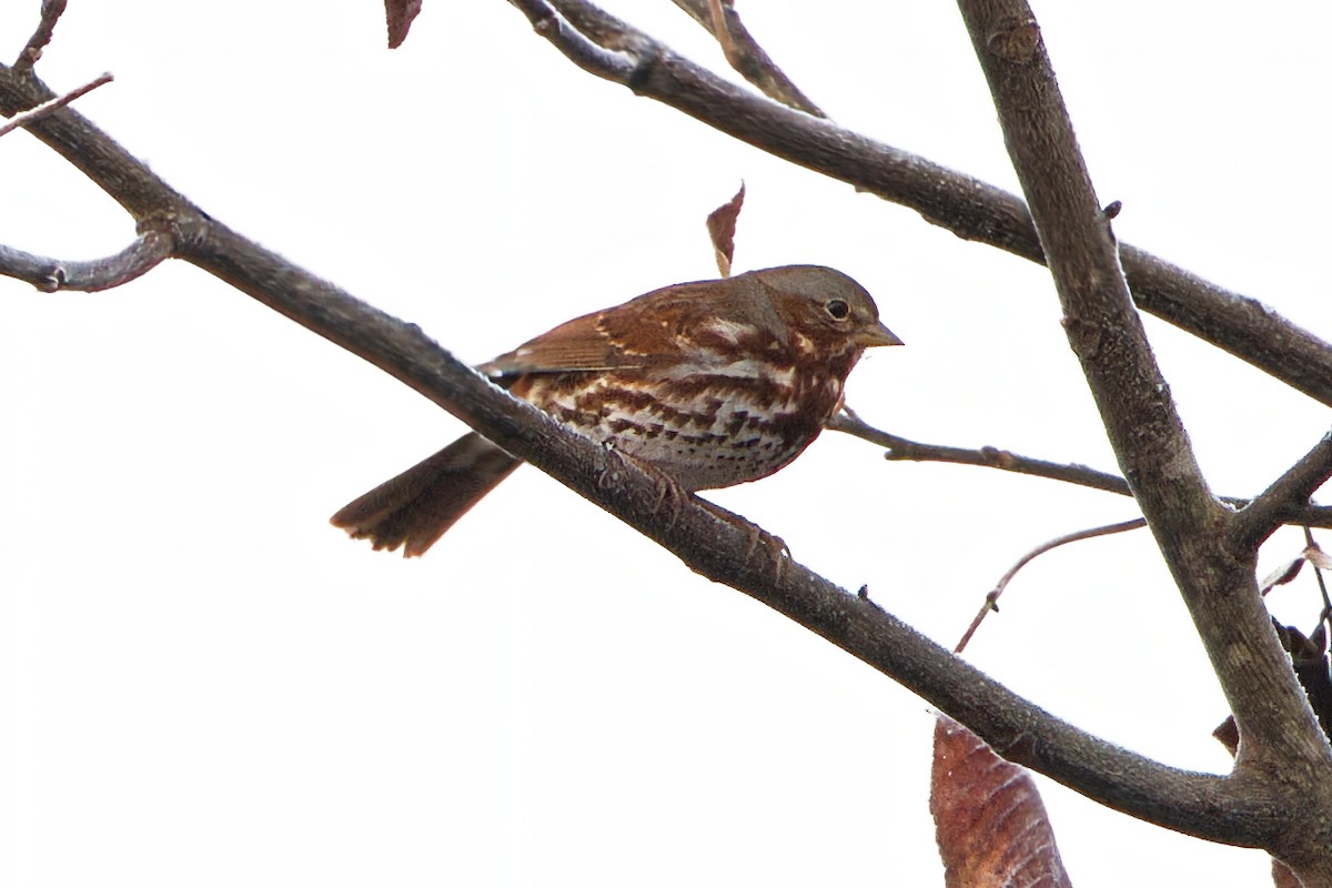 Fox Sparrow - ML645566704
