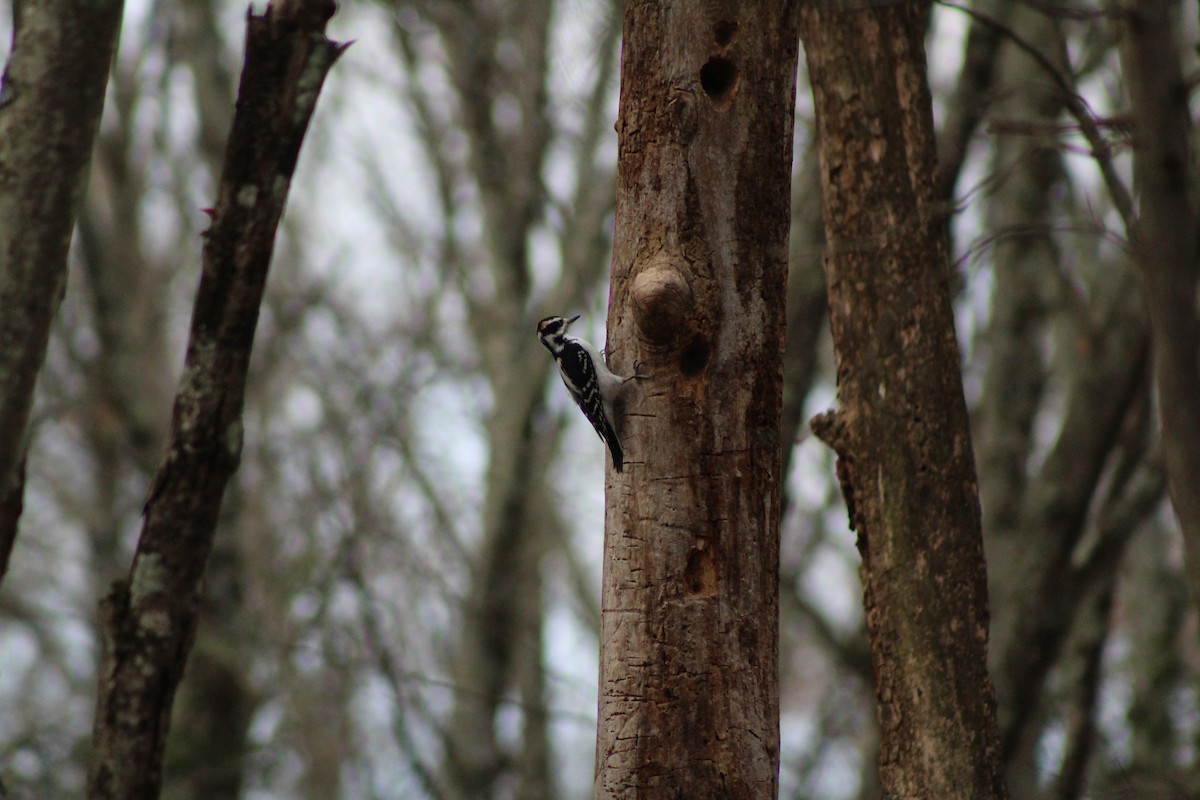 Pileated Woodpecker - ML645566709