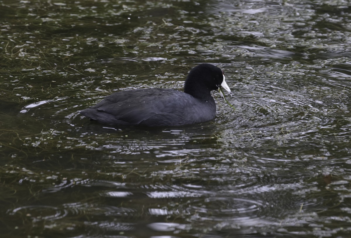 American Coot (Red-shielded) - ML645566713