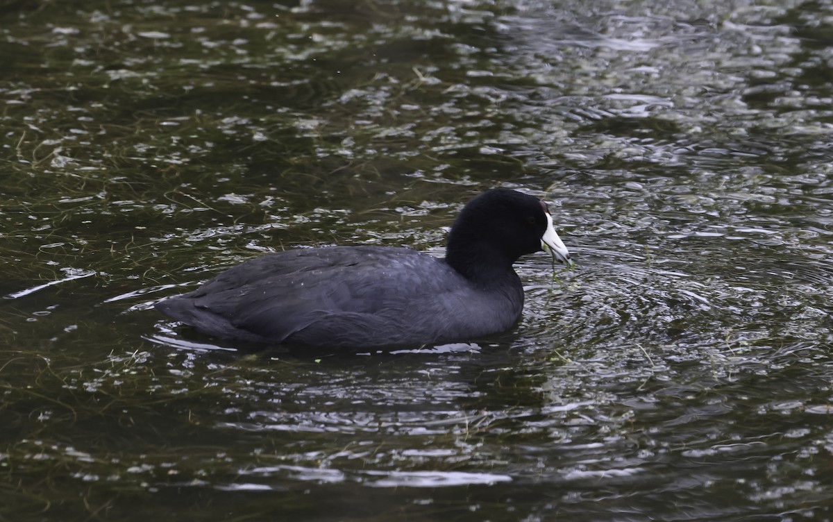 American Coot (Red-shielded) - ML645566714