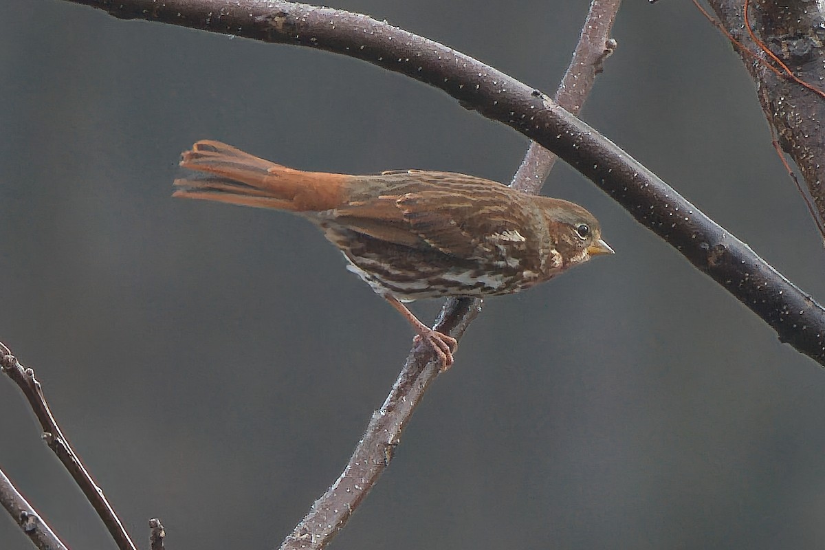Fox Sparrow - ML645566716