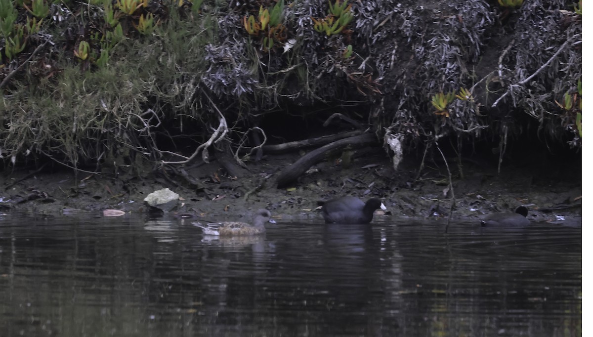 American Wigeon - ML645566719