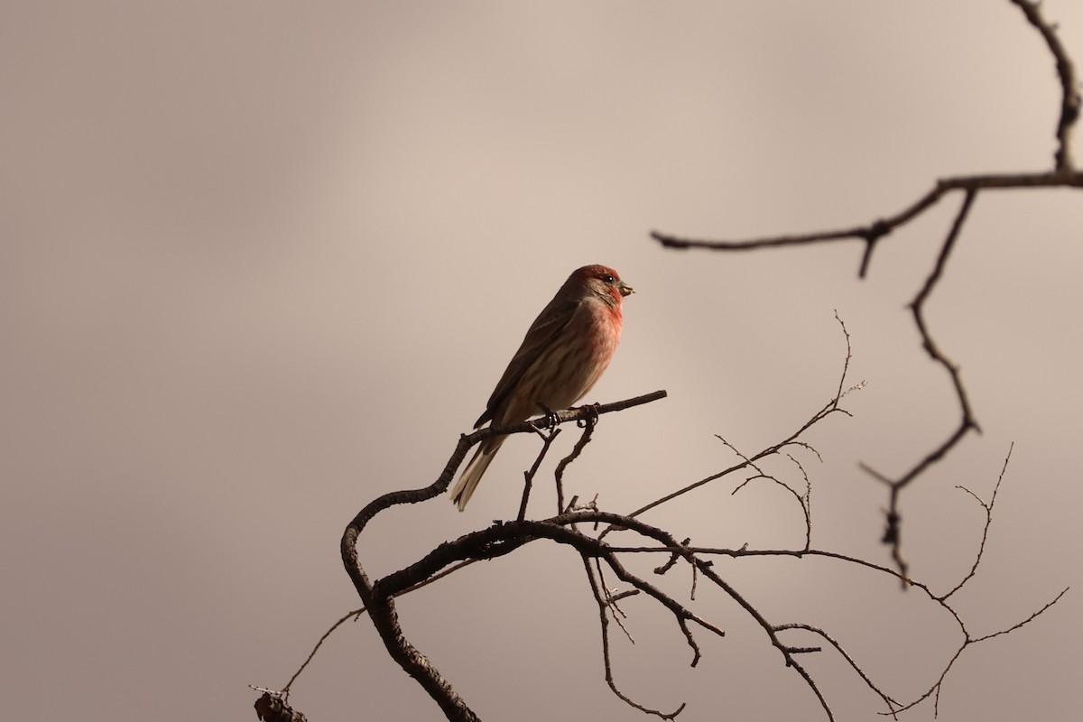 House Finch - ML645566720