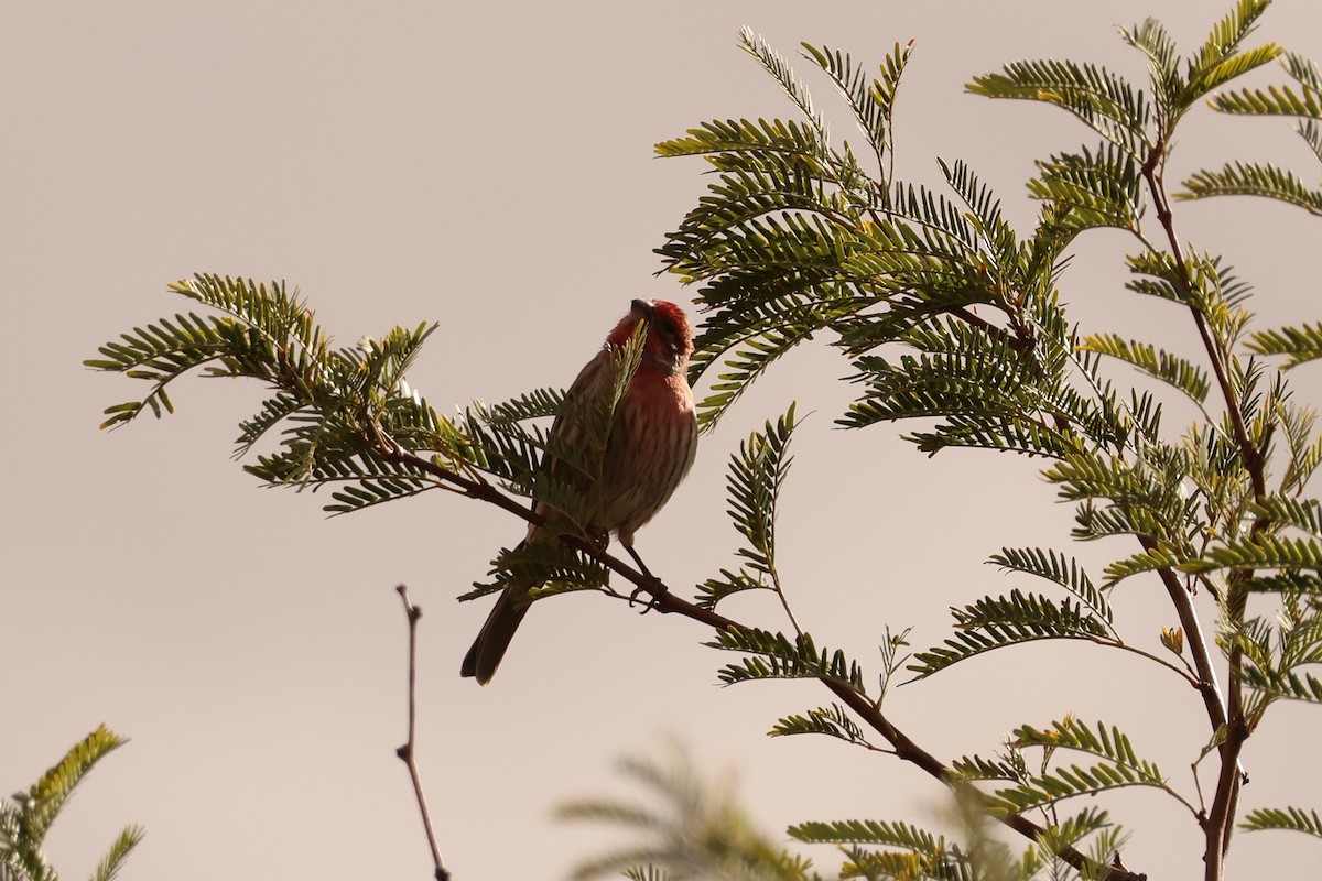 House Finch - ML645566721