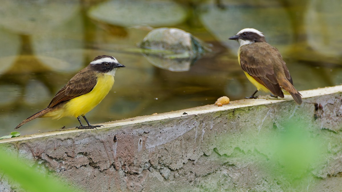 Rusty-margined Flycatcher - ML645566722