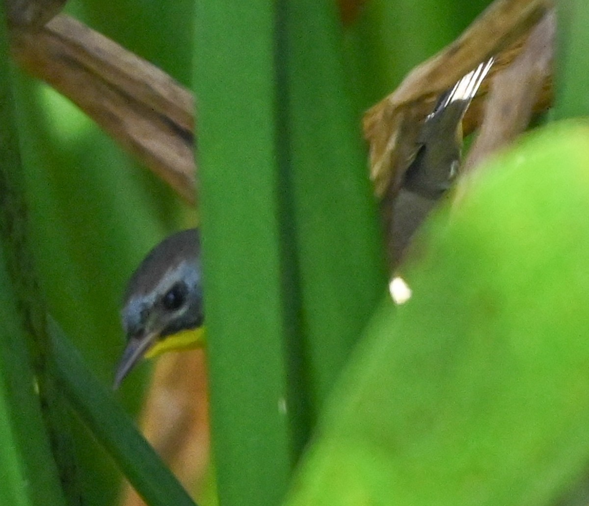 Common Yellowthroat - ML645566732