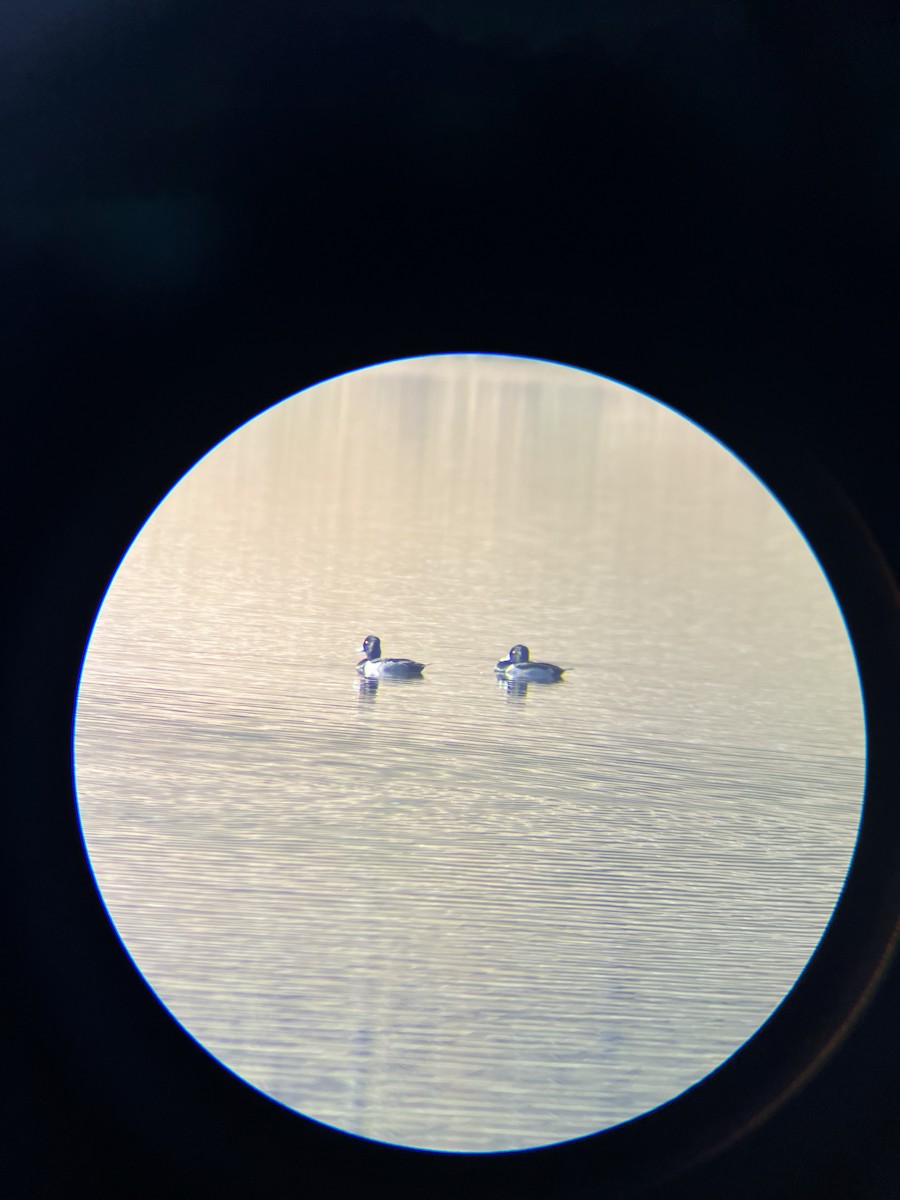 Ring-necked Duck - ML645566733