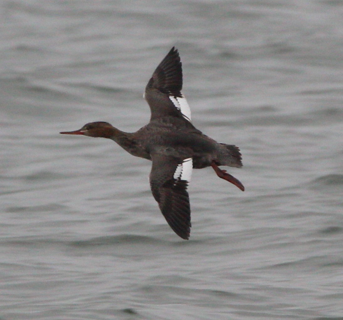 Red-breasted Merganser - ML645566734