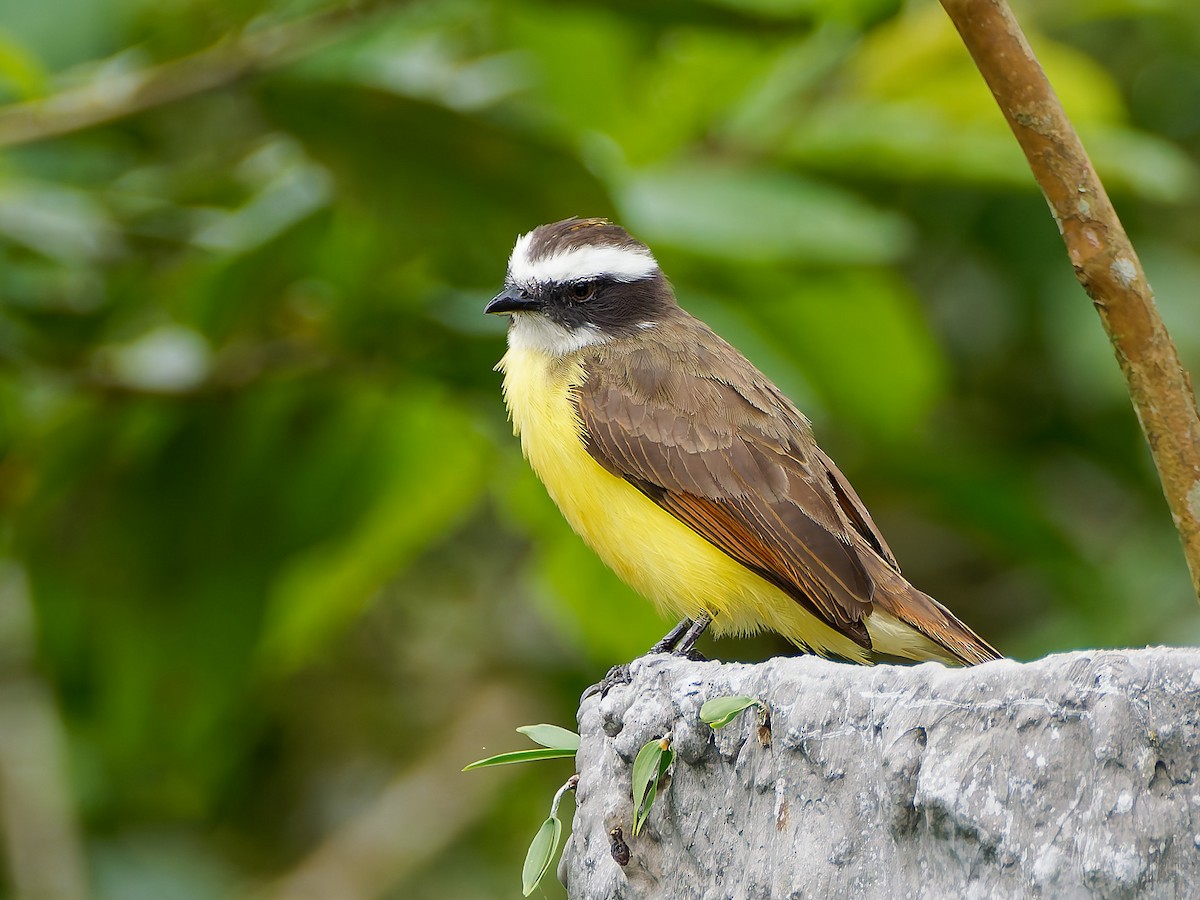 Rusty-margined Flycatcher - ML645566735