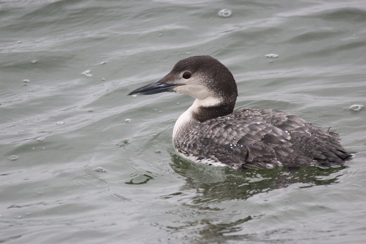 Common Loon - ML645566736