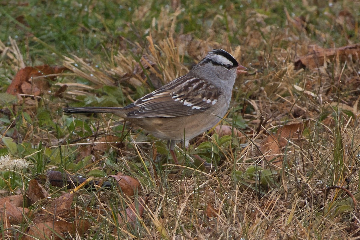 White-crowned Sparrow - ML645566737