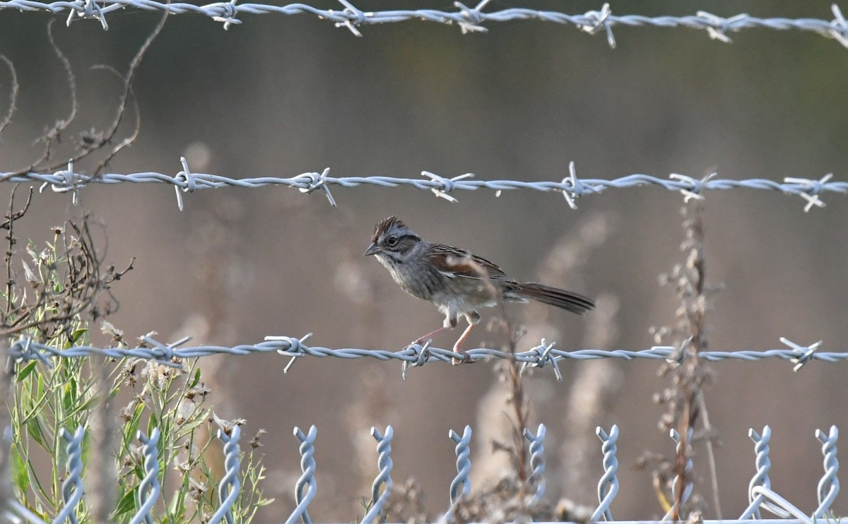 Swamp Sparrow - ML645566738