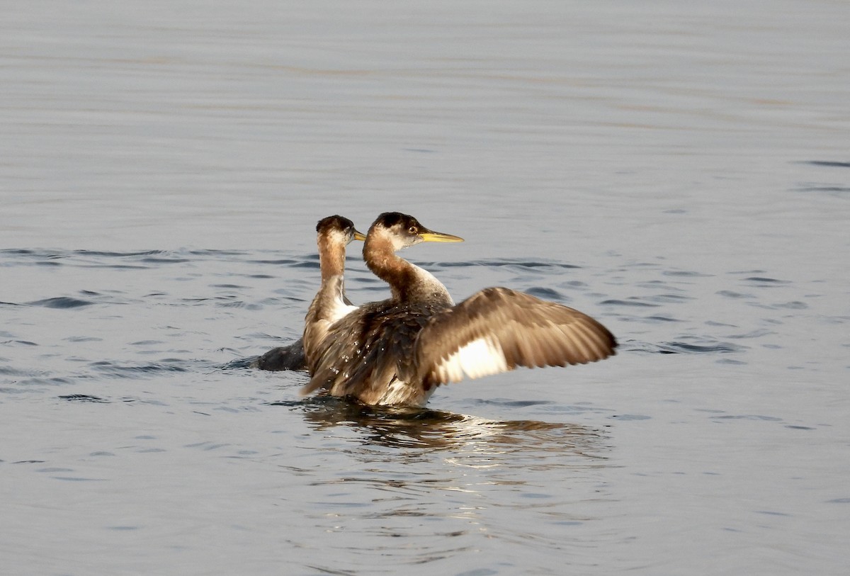 Red-necked Grebe - ML645566743