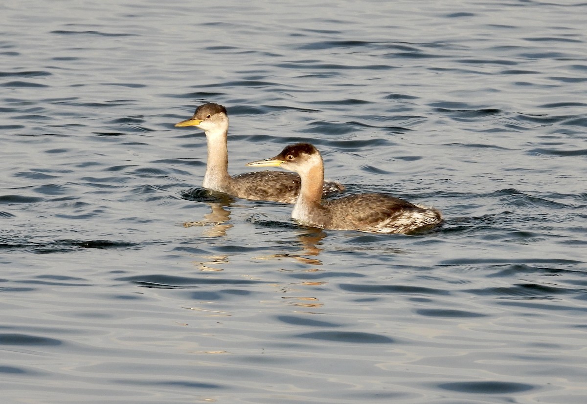 Red-necked Grebe - ML645566744
