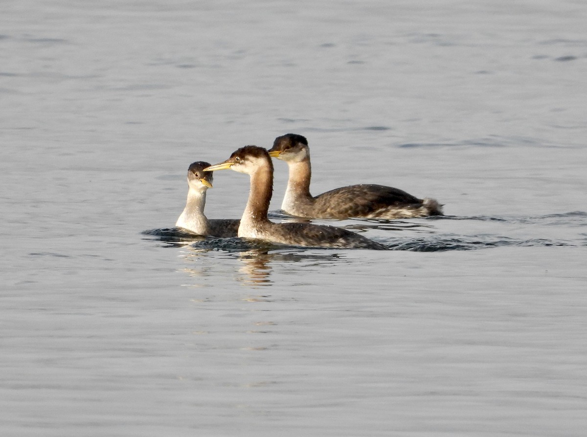 Red-necked Grebe - ML645566745