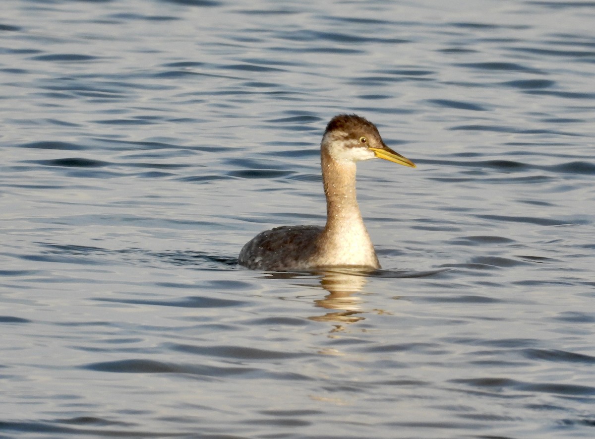 Red-necked Grebe - ML645566748