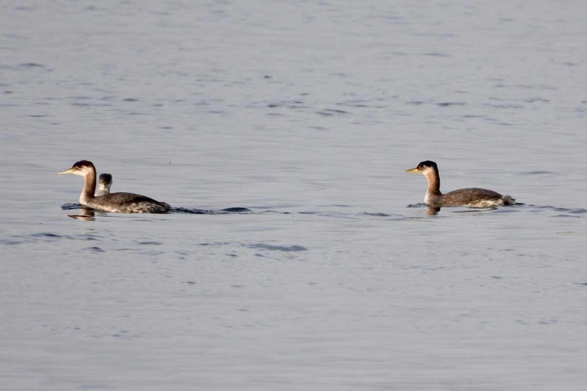 Red-necked Grebe - ML645566749
