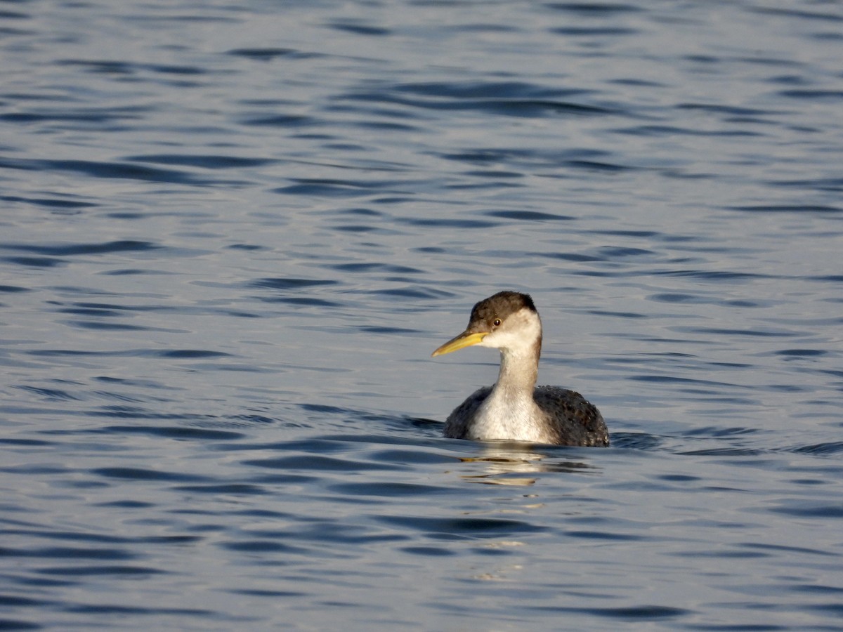 Red-necked Grebe - ML645566750