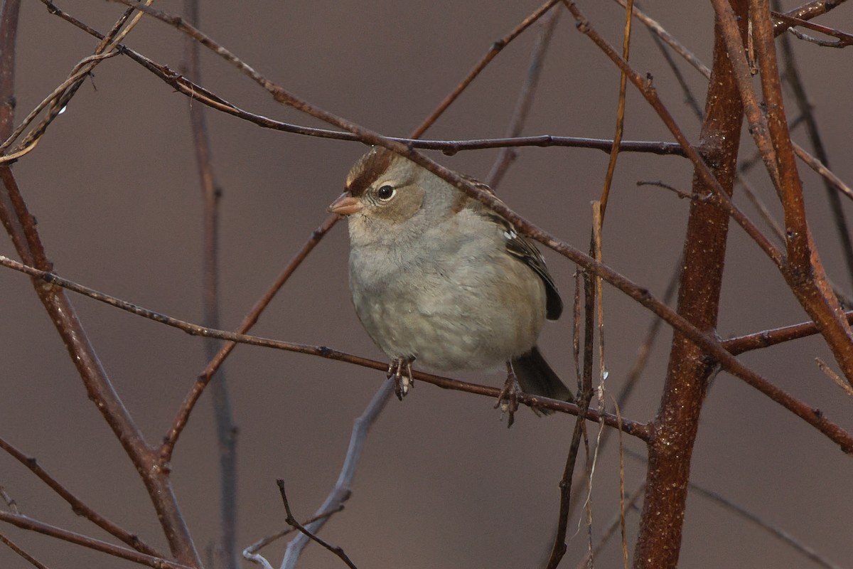 White-crowned Sparrow - ML645566755