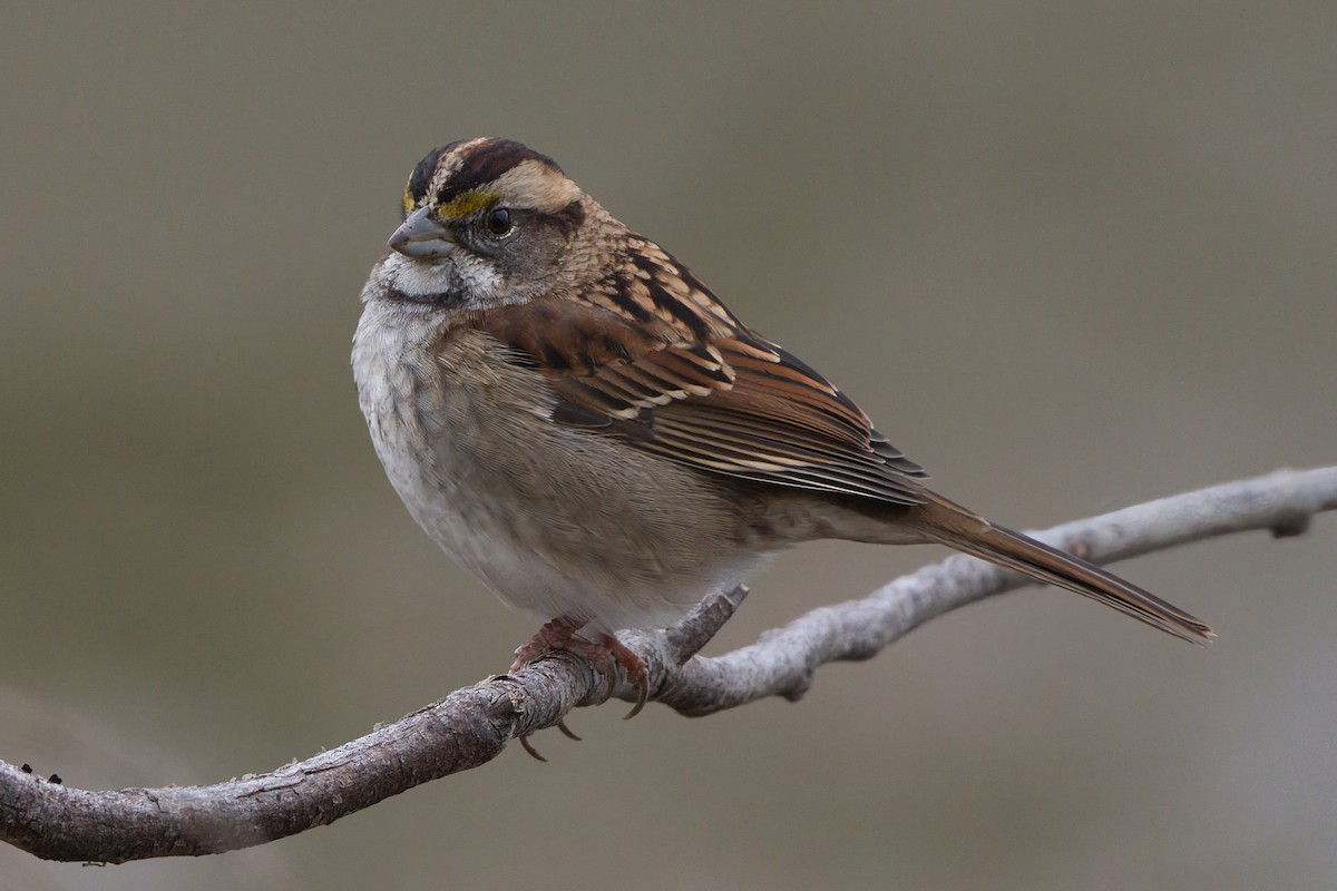 White-throated Sparrow - ML645566769