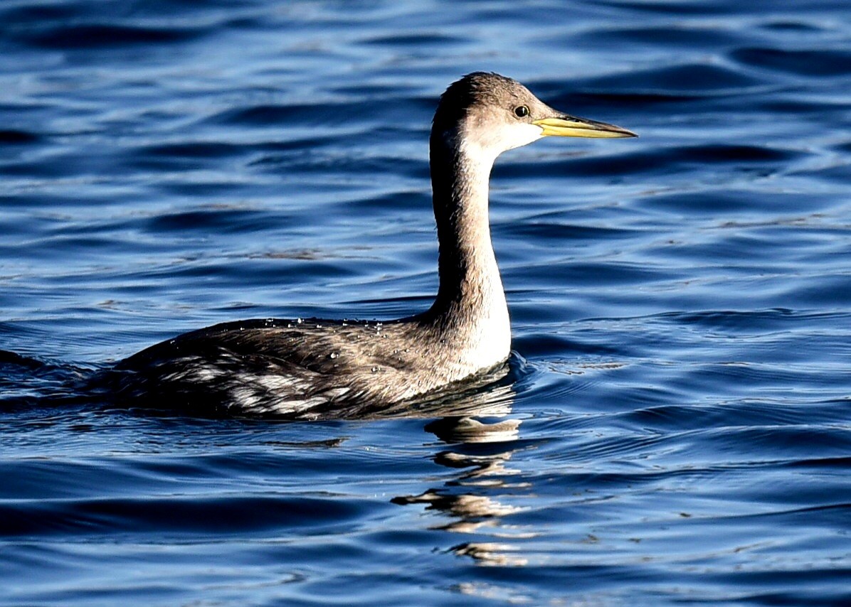 Red-necked Grebe - ML645566799