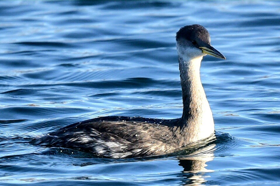 Red-necked Grebe - ML645566800