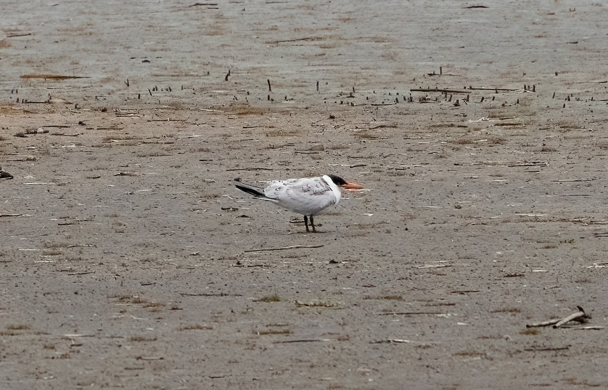 Caspian Tern - ML645566833