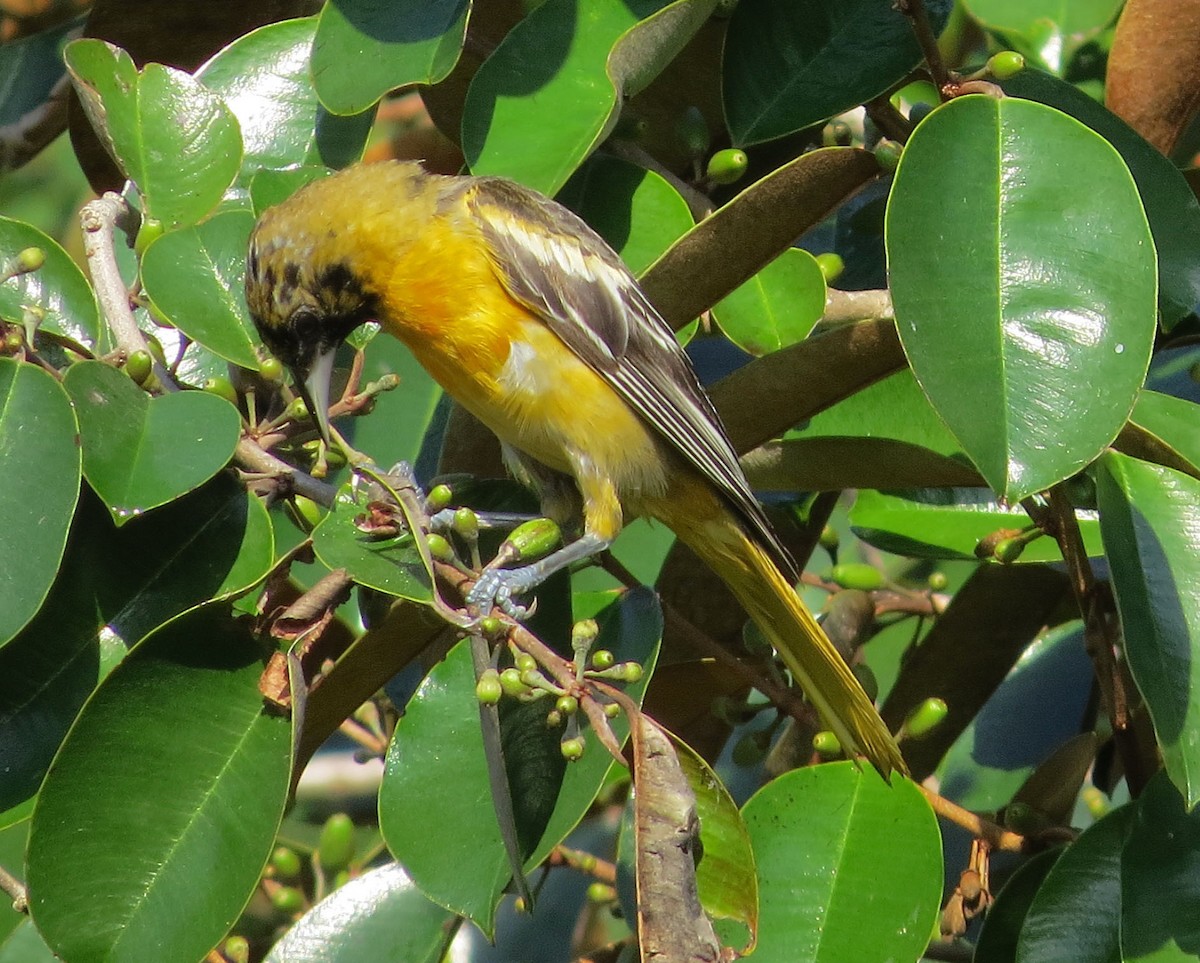 Балтиморский трупиал - ML645566840