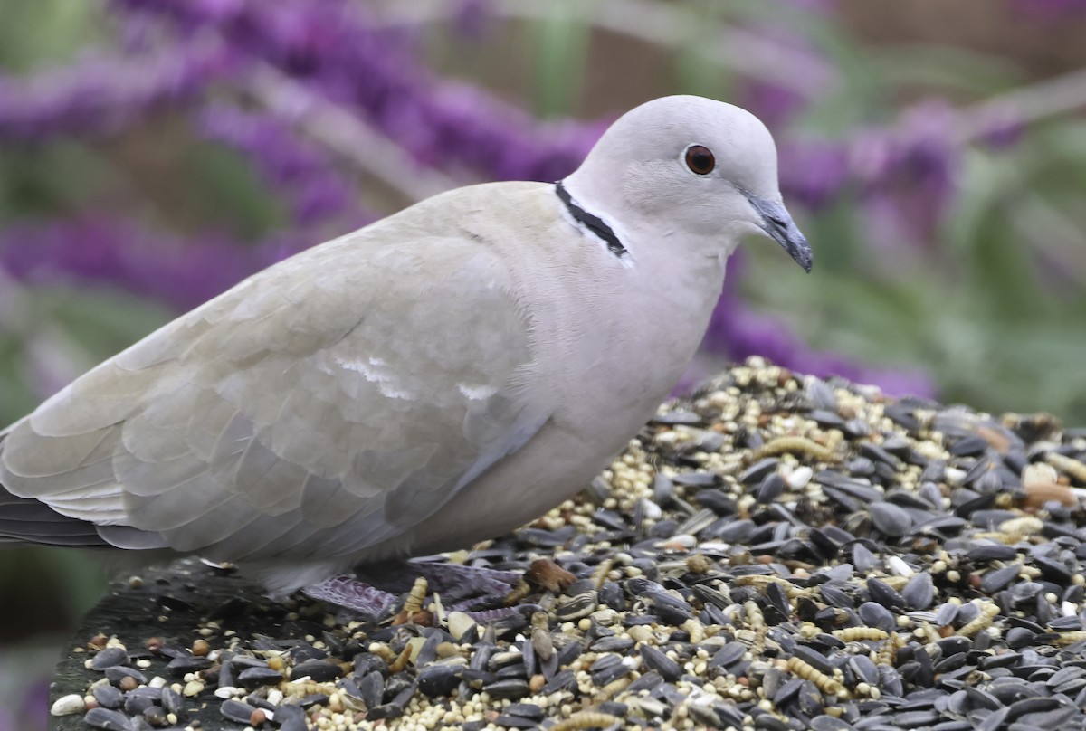 Eurasian Collared-Dove - ML645566841