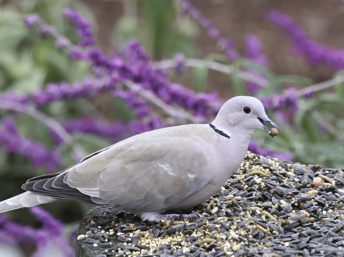 Eurasian Collared-Dove - ML645566845