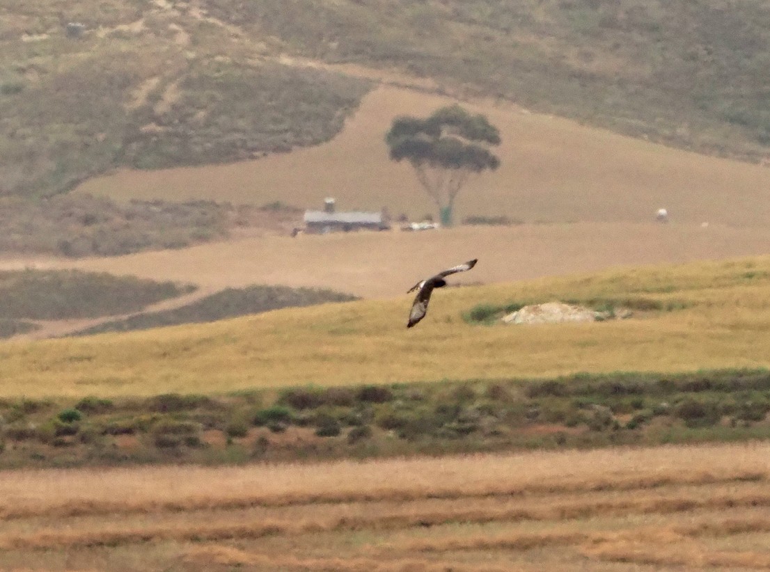 Black Harrier - ML645566846