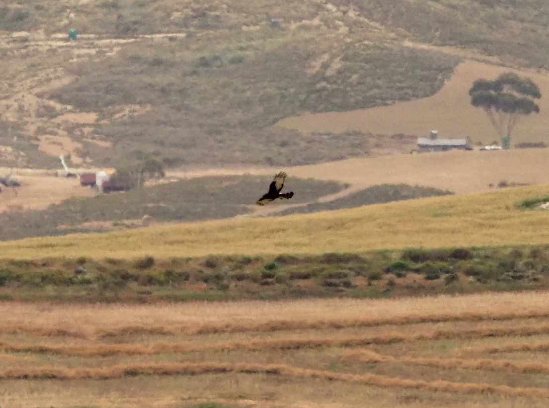 Black Harrier - ML645566847